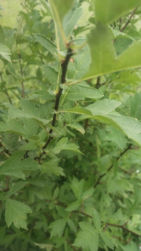 Crataegus sanguinea, photograph 5