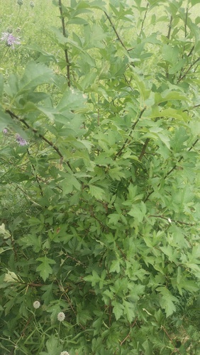 Crataegus sanguinea, photograph 4