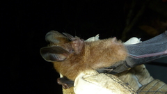 Little Big-Eared Bat photo 5