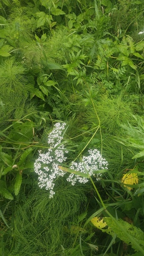 Valeriana wolgensis, photograph 3