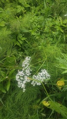Valeriana wolgensis, photograph (c) Andrew Bazdyrev, some rights reserved (CC BY)
