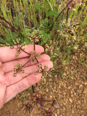 Lomatium dasycarpum