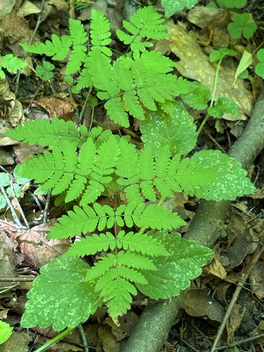 Наблюдение на iNaturalist