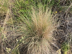 Festuca valesiaca