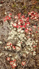 Cladonia diversa
