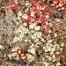 Cladonia diversa - Photo (c) ecwoolley, algunos derechos reservados (CC BY-NC), subido por ecwoolley