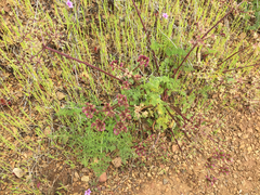 Lomatium dasycarpum