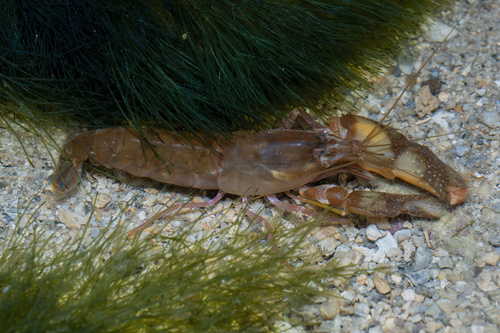 Alpheus strenuus observed 2026-07-13