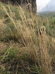 Stipa capillata