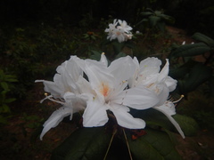 Rhododendron championiae