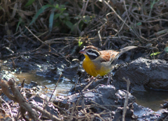 Emberiza flaviventris flaviventris