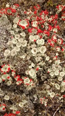 Cladonia diversa