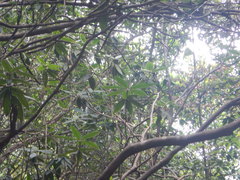 Rhododendron championiae