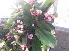 Euphorbia lophogona