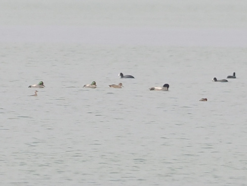 Falcated Duck