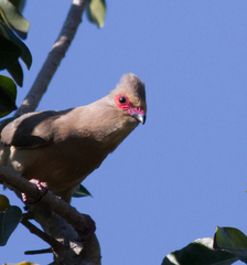 Urocolius indicus transvaalensis