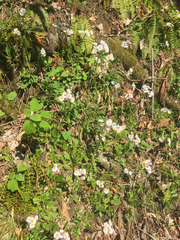Erigeron pulchellus