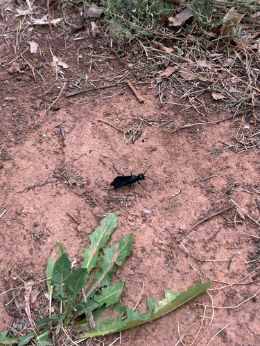 Steel-blue Cricket-hunter Wasp