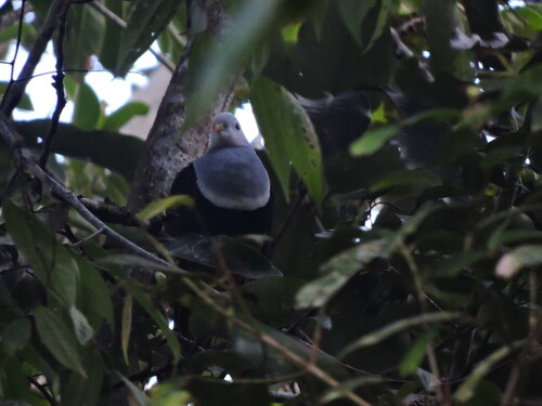 Banded Fruit Dove (Ptilinopus cinctus), photo 2