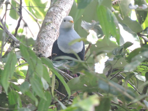 Banded Fruit Dove (Ptilinopus cinctus), photo 1