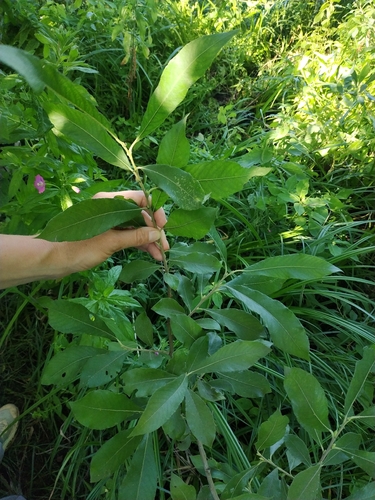 Наблюдение на iNaturalist