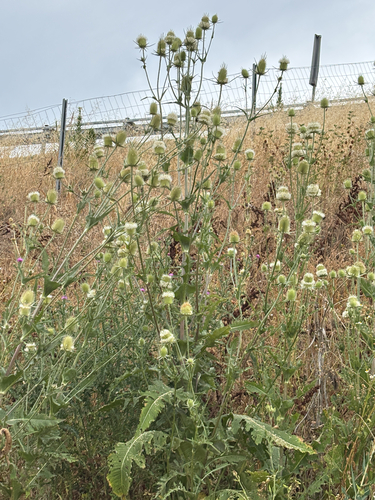 cutleaf teasel