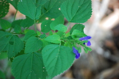 Salvia languidula
