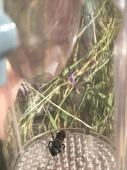Osmia