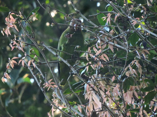 Red-cheeked Parrot (Geoffroyus geoffroyi), photo 5