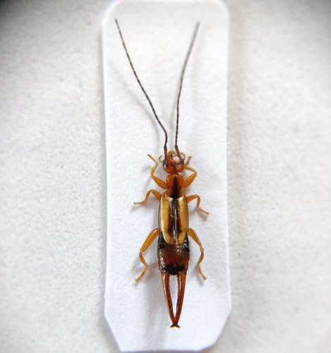 Proreus simulans