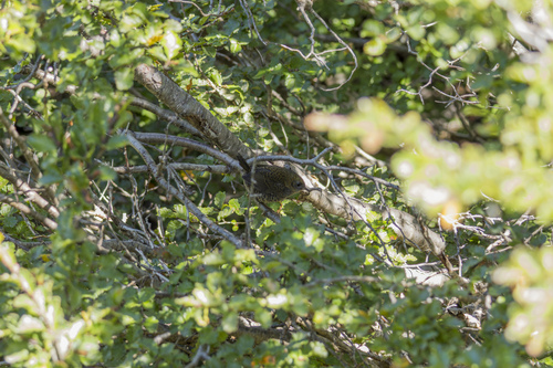 Magellanic Tapaculo (Scytalopus magellanicus), photo 3