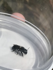 Osmia