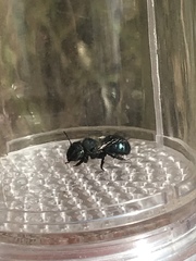 Osmia