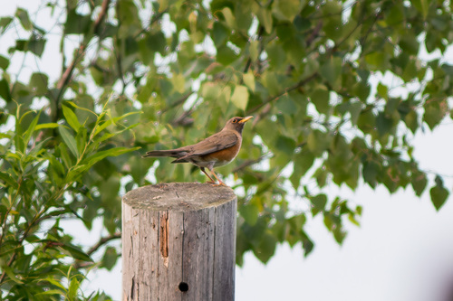 Turdus chrysolaus observed 2026-07-17