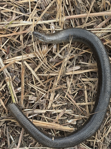 Common Slowworm