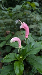Centropogon cornutus