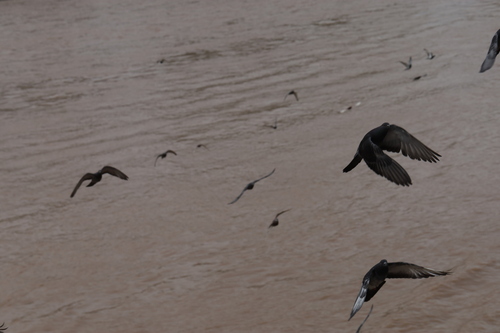 Feral Pigeon