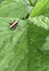 Pholidoptera griseoaptera