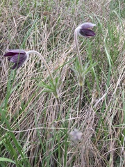Pulsatilla montana