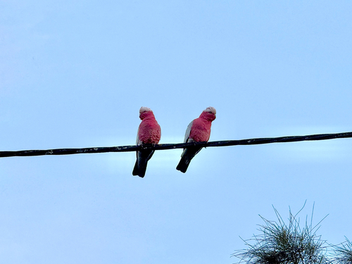 Galah