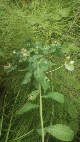 Euphorbia pilosa, photograph 5