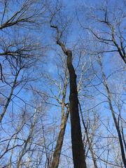 Diospyros virginiana