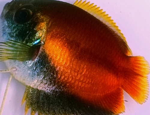 Honey dwarf gourami (Trichogaster chuna) — Osphronemidae — 3