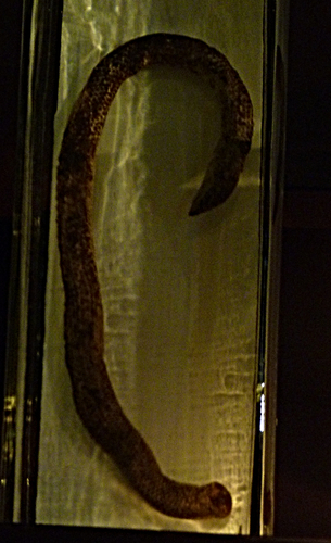 Photo of a Smith's Earth Snake (Uropeltis grandis)