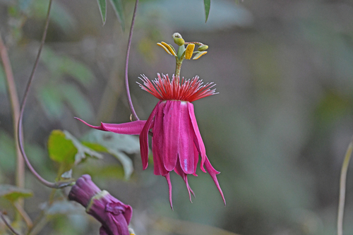 Passiflora semiciliosa