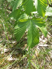 Filipendula ulmaria