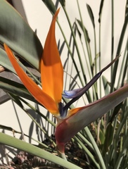 Strelitzia juncea