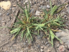 Sclerochloa dura