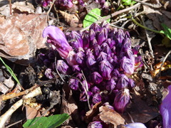 Lathraea clandestina