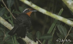 Rhodinocichla rosea